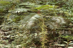 Calamus thwaitesii var. canaranus